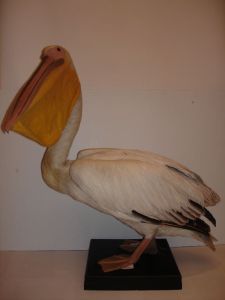 Pélican blanc ; Pelecanus onocrotalus