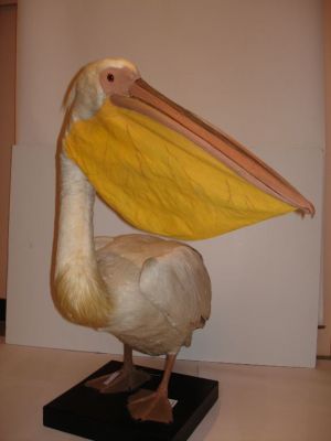 Pélican blanc ; Pelecanus onocrotalus