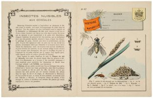 HISTOIRE NATURELLE / INSECTES NUISIBLES / AUX CÉRÉALES / N° 62 (titre inscrit) ; © Essy Erfani