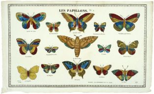 LES PAPILLONS. N°. I. (titre inscrit)