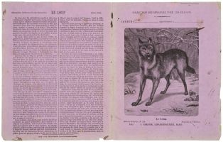 COLLECTION RECOMMANDÉE POUR LES CLASSES / Histoire naturelle, N°244 / 1043 / Le Loup. (titre inscrit) ; © Essy Erfani