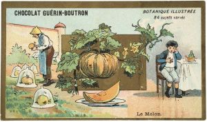 BOTANIQUE ILLUSTRÉE / 84 sujets variés / Le Melon. (titre inscrit)