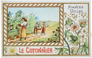 PLANTES / UTILES / LE COTONNIER (titre inscrit) ; © H. Rouyer