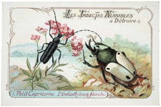 LES INSECTES NUISIBLES / à Détruire / 1. Petit Capricorne. 2. Goliath à nez fourchu (titre inscrit)