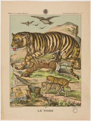 LE TIGRE (titre inscrit) ; © Claude Philippot