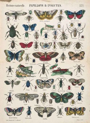 Histoire naturelle. PAPILLONS & INSECTES. 521. (titre inscrit)