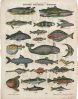 HISTOIRE NATURELLE. - POISSONS. 913 (titre inscrit)