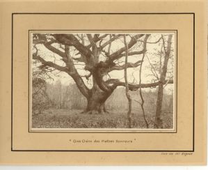 “ Gros chêne des Maîtres Sonneurs ” ; © Collections musée George Sand et de la Vallée Noire