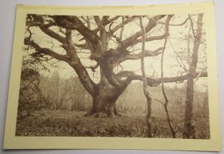 “ Gros chêne des Maîtres Sonneurs ” ; © Collections musée George Sand et de la Vallée Noire