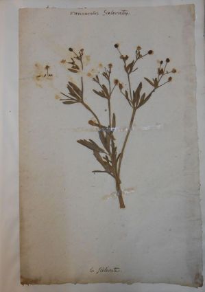 Herbier de George Sand. Vol.1 ; © Collections musée George Sand et de la Vallée Noire