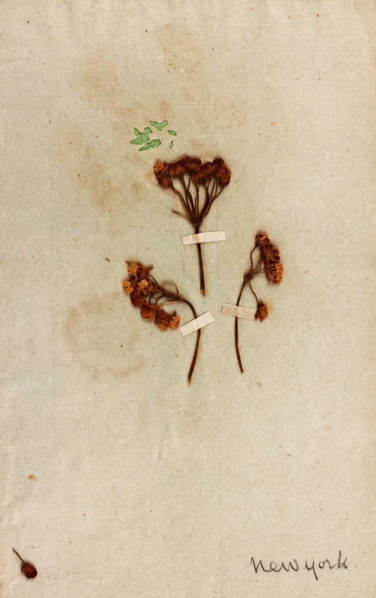Herbier de George Sand avec plantes de Maurice Sand