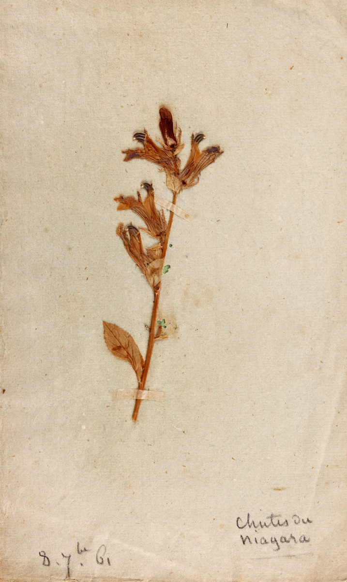 Herbier de George Sand avec plantes de Maurice Sand