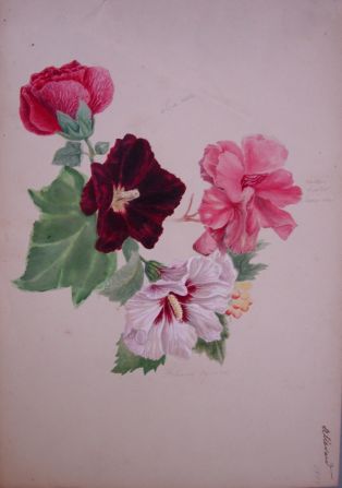 Planche de fleurs ; © Collections musée George Sand et de la Vallée Noire