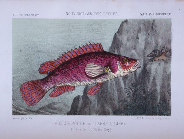 La Pêche et les poissons, Nouveau Dictionnaire Général des Pêches ; © Photo Patrick Merret