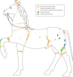 Schéma de synthèse des observations techniques du cheval de Neuvy-en-Sullias, C2RMF, B. Mille