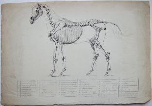 Squelette de cheval (anatomie). (titre factice)