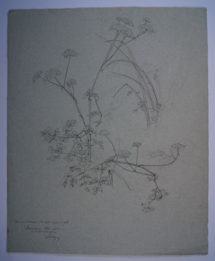 Etude de plantes au lavoir de Laubrière près de Douarnenez pour le tableau n°288 du Salon de 1868. (Titre inscrit)
