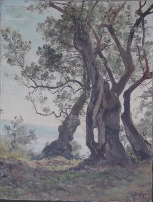 Massif d’oliviers en haut du chemin de Roquebrune, près du motif N° 1386.