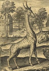 Girafe d'Adriaen Collaert