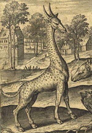Girafe, caméléon, civette et strepsicheros ; © Susana Pereira-Tavares, Philippe Bon