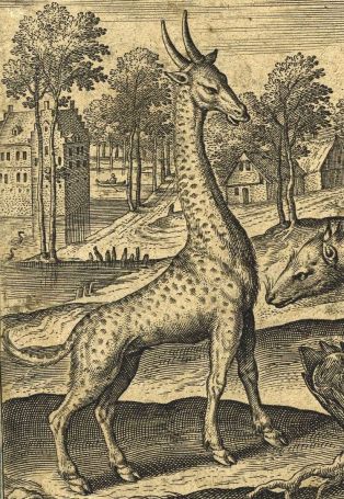 Girafe, caméléon, civette et strepsicheros ; © Susana Pereira-Tavares, Philippe Bon