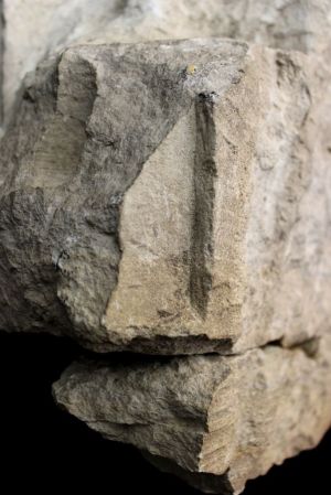 Fragment de dais plaqué sur une façade intérieure ou extérieure. ; © Ambre Lezziero et Philippe Bon