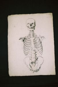 Etude de squelette humain