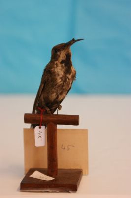 ornithologie,(45)
