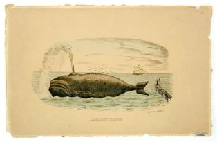 lithographie ; La baleine franche