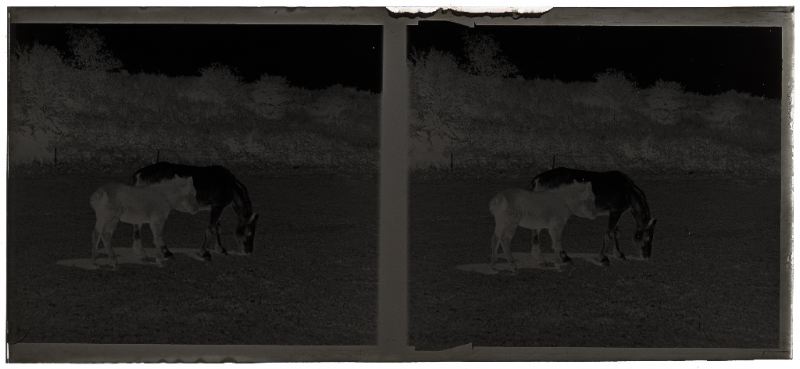 plaque de verre photographique ; La jument de L. Chaigneau et son petit mulet dans un champ