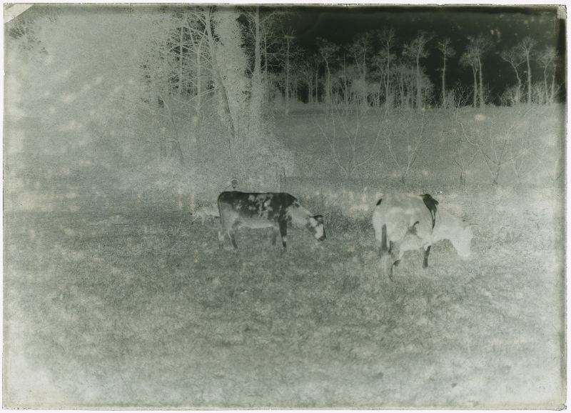 plaque de verre photographique ; Biarritz - Vaches dans une prairie