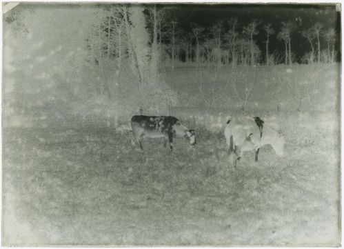 plaque de verre photographique ; Biarritz - Vaches dans une prairie