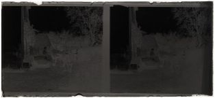 plaque de verre photographique ; Frosine menant les vaches aux champs