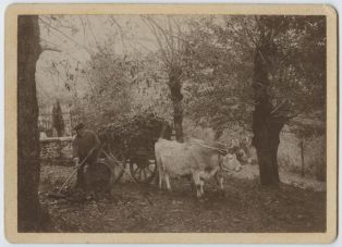 tirage photographique ; Paysan basque ramassant des feuilles