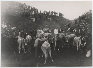 tirage photographique ; La eleccion de las tres vacas en el Tributo del mismo nombre (Roncal)