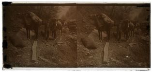 plaque de verre photographique ; Tirage charbonniers avec chevaux
