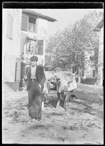 plaque de verre photographique ; Un homme menant des bœufs attelés