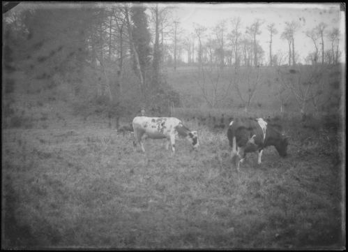 plaque de verre photographique ; Biarritz - Vaches dans une prairie