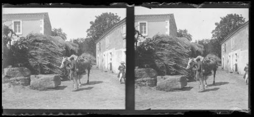 plaque de verre photographique ; Le préfet et son cheval harnaché