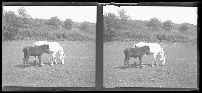 plaque de verre photographique ; La jument de L. Chaigneau et son petit mulet dans un champ