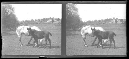 plaque de verre photographique ; La jument au préfet et son petit mulet aux champs