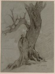 Etude d'arbre - Hippolyte LAZERGES ; © Angelique Paitrault ; © Ville de Narbonne ; © Palais-Musée des Archevêques de Narbonne
