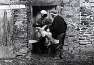 Tirage photographique, série "la tuée de volailles dans le bocage normand" ; Simone choisit les poules dans le poulailler, Camille la seconde ! (n° 3) (2009.01.03)