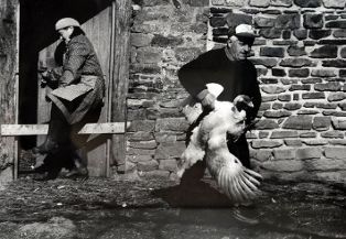 Tirage photographique, série "la tuée de volailles dans le bocage normand" ; Ils vont chercher la dinde au poulailler (n° 6) (2009.01.06)