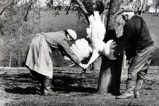 Tirage photographique, série "la tuée de volailles dans le bocage normand" ; Simone “saigne” la dinde... (n° 8) (2009.01.08)
