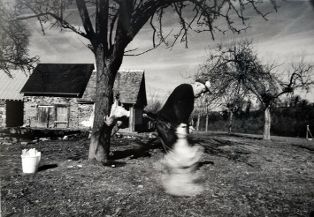 Tirage photographique, série "la tuée de volailles dans le bocage normand" ; Camille vide la poule de son sang (n° 9) (2009.01.09)