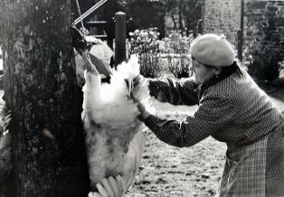Tirage photographique, série "la tuée de volailles dans le bocage normand" ; Simone plume la dinde (n° 14) (2009.01.14)