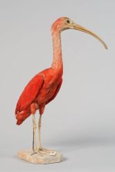 Ibis rouge, ornithologie, La Châtre, musée George Sand, MLC.2011.0.100