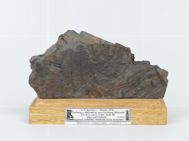 fossile houiller