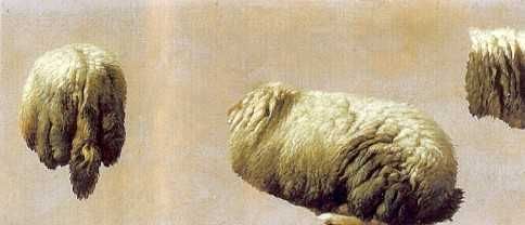 Trois études de toison de mouton